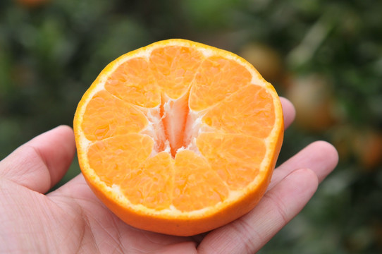 手心里切开的橘子