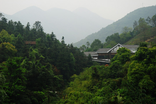 深圳东部华侨城茶园