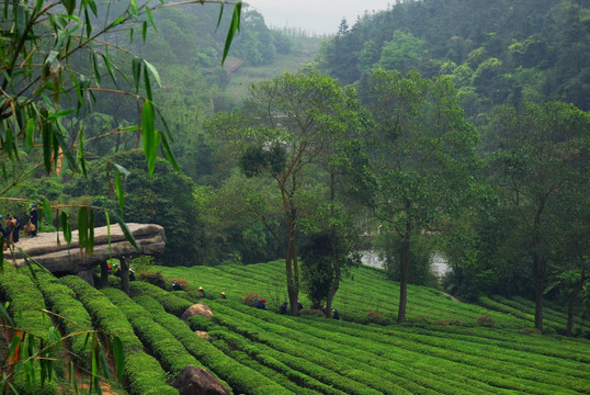 深圳东部华侨城茶园