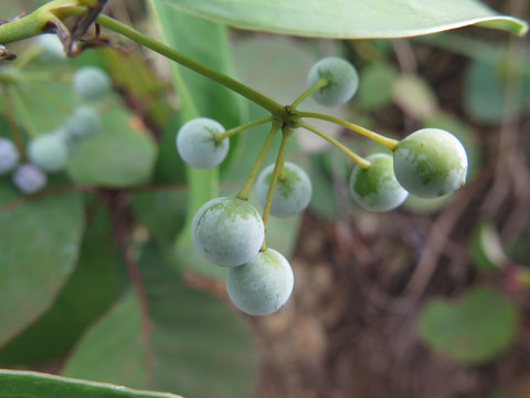 药用植物菝葜