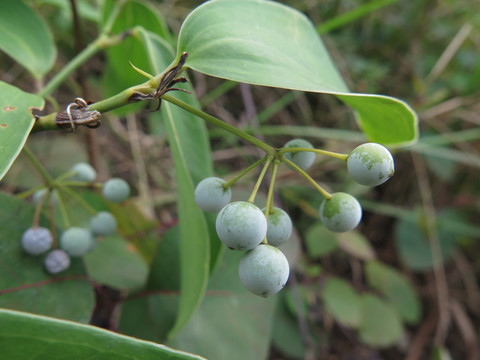 药用植物菝葜