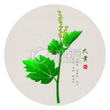 大黃 手繪大黃