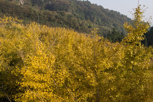 银杏树