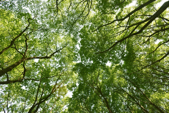 仰拍的树林