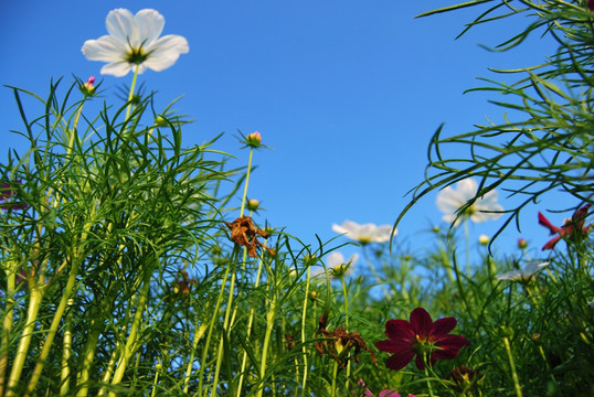 格桑花