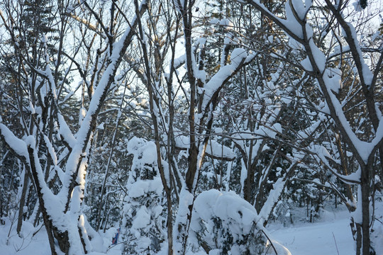 林海雪原