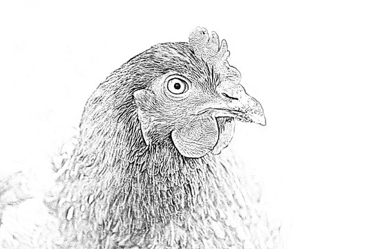 素描雞