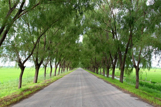 田间道 田间 小路 树 田野