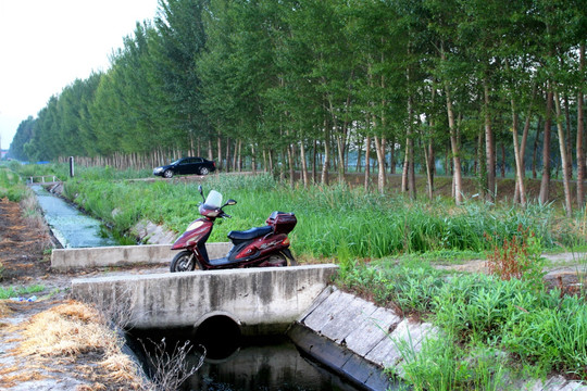 田间道 田间 小路 树 田野