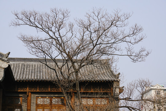 芙蓉树枝古建筑