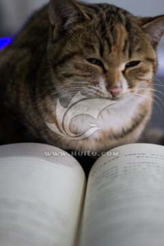 小猫看书