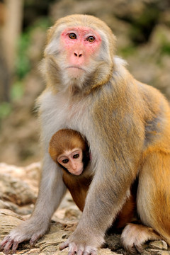 母子猴