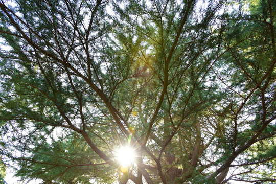 透过树枝的阳光