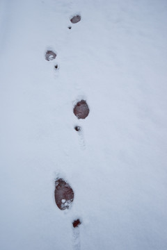 雪地脚印