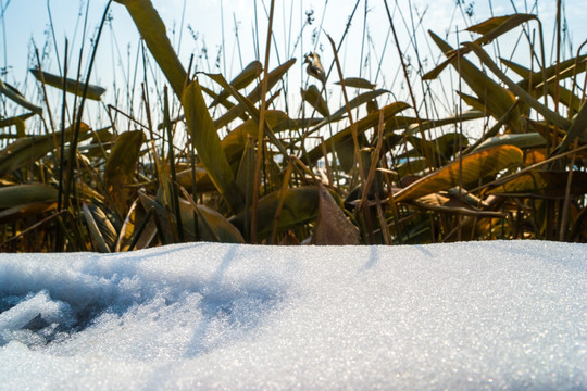 湖边雪地