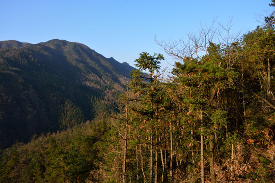 天目山自然保护区