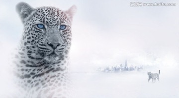 雪地里的豹子