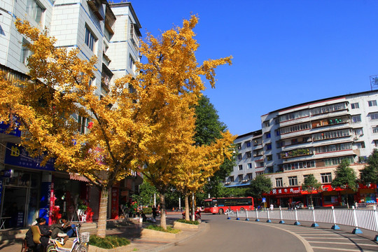 街景 银杏树