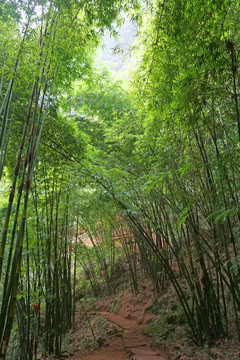 竹林林海 竹海