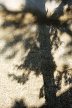 墙壁树影
