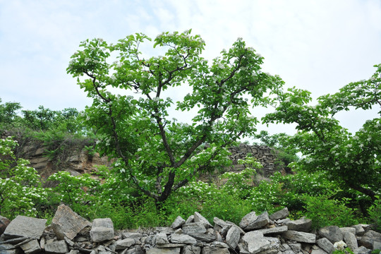 白色花   山楂花