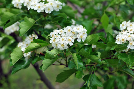 山楂树  山楂花