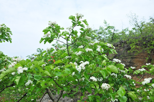 山楂树