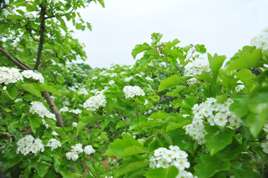 白色山楂花