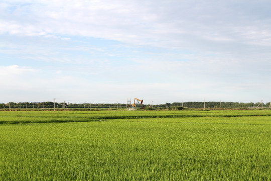 水稻 水稻田 稻田