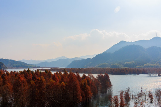 红杉林 山水风光