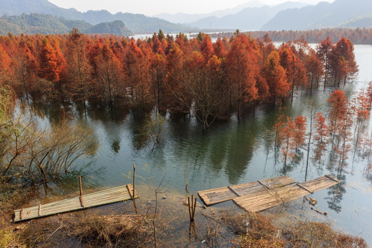 红杉林 竹筏 山水