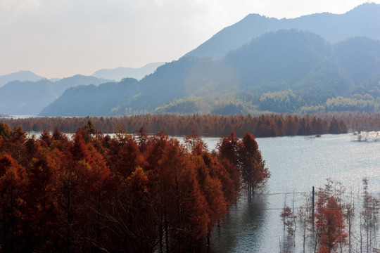 红杉林 山水