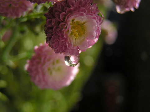 菊花与水珠