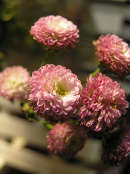 一束小菊 雏菊 花素材