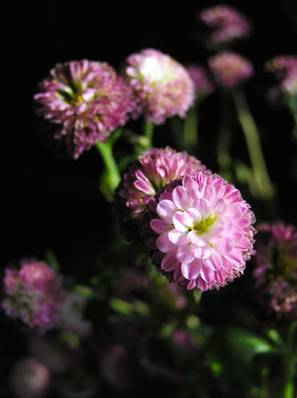 盛开的小菊 雏菊 花卉素材