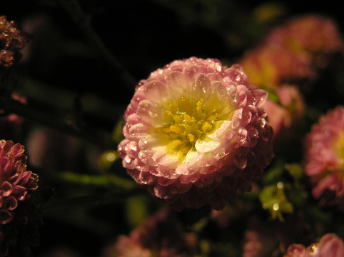 小菊 雏菊 一朵小菊