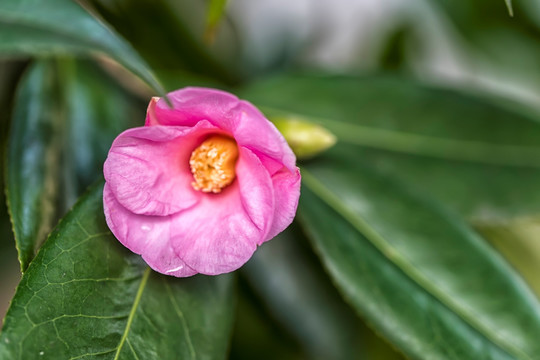 山茶花