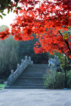 园林秋景