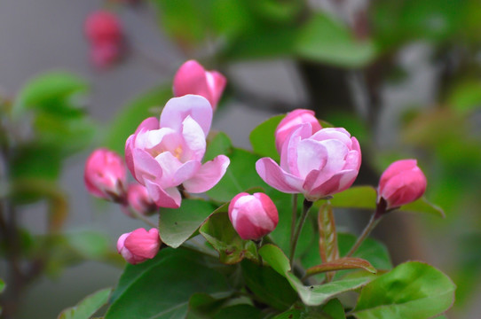 海棠花 欲放 花蕾 粉色