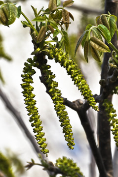 核桃花 核桃树 开花 花蕾