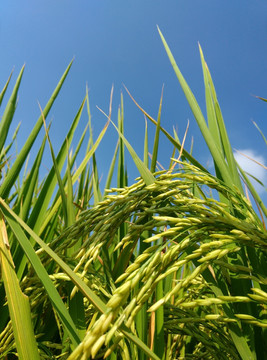 水稻稻穗灌浆后期