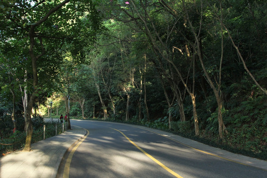 林荫小路