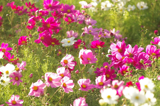 格桑花扫帚梅波斯菊