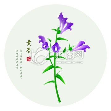 黃芩 手繪黃芩