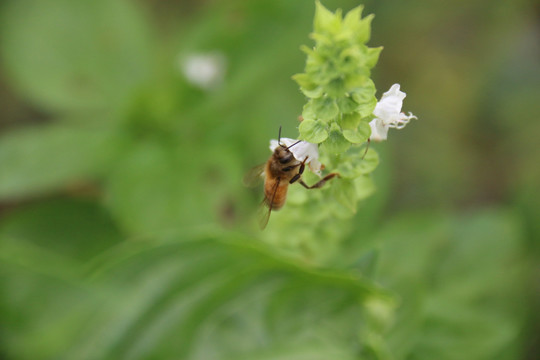 蜜蜂 采蜜的蜜蜂