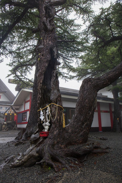 富士山神社古树