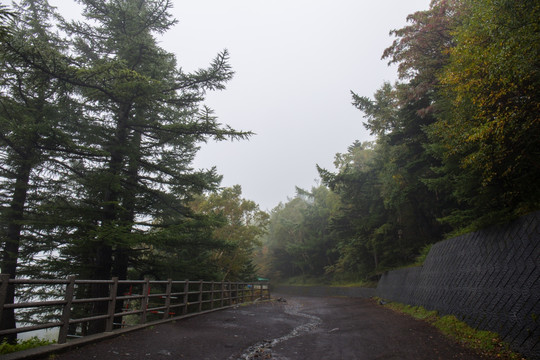 富士山森林