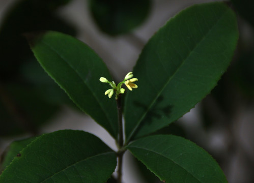 桂花