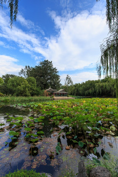 清华大学校园风光近春园