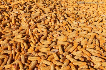 苞米 丰收 玉米 庄稼 粗粮